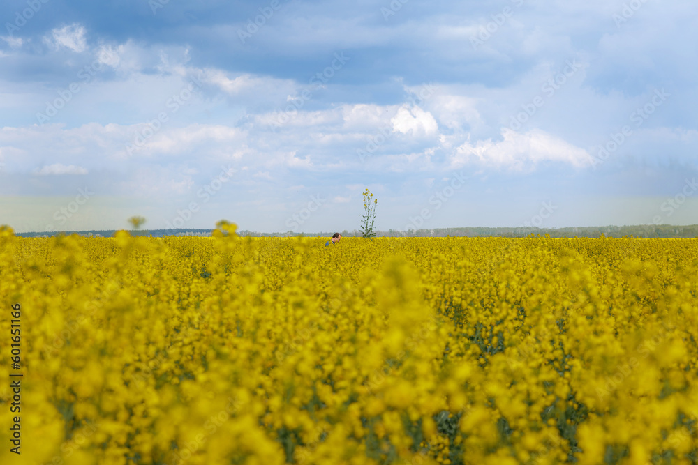 Landscape field of rapeseed in Ukraine. Creation of favorable conditions. Ecology. Development of the world economy.