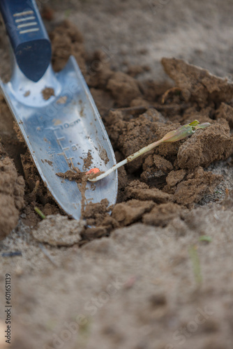 Wallpaper Mural Close-up of corn sprouts on the field. Organic cultivation of crops for food. Caring for the environment on the planet. Torontodigital.ca