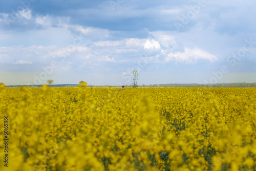 Landscape field of rapeseed in Ukraine. Creation of favorable conditions. Ecology. Development of the world economy.
