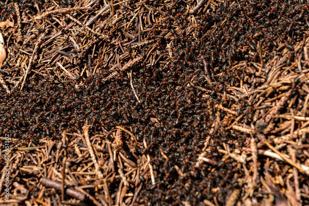Forest Ants Building Their Nest and Forming Ant Trails Forest Ants Building Their Nest and Forming Ant Trails