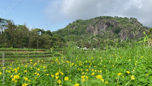 Paddy fields and grass field. Spring and fresh green season. At Nglanggeran Mountain Ancient Volcano Background, Gunungkidul, Yogyakarta, Java, Indonesia. photo