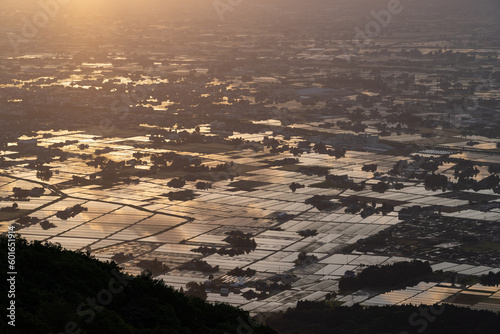 早朝の砺波平野 散居村