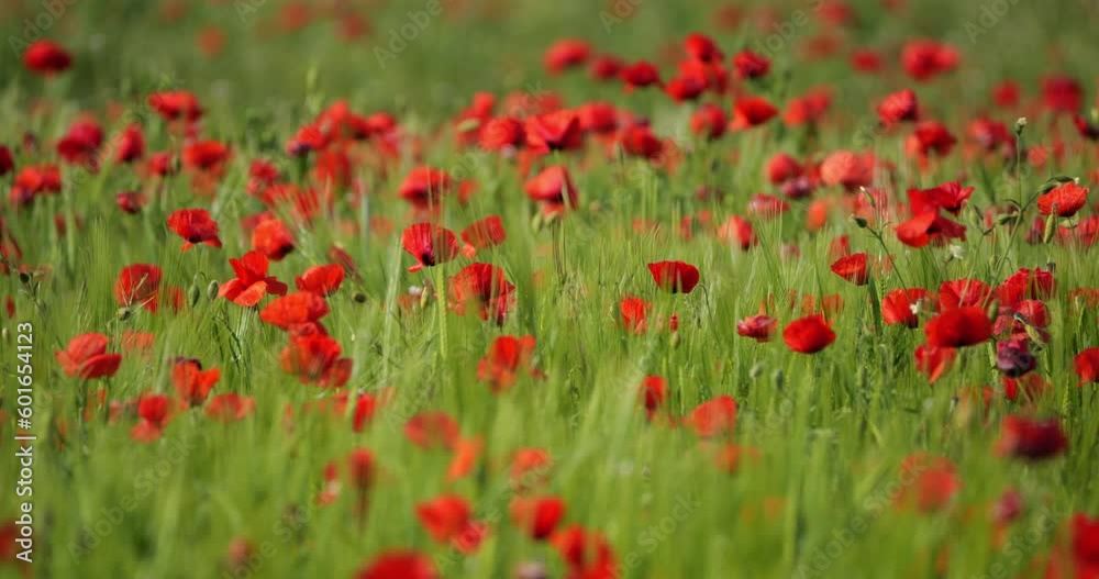 Field of poppies , Occitan, Gard department, France Field of poppies , Occitan, Gard department, France