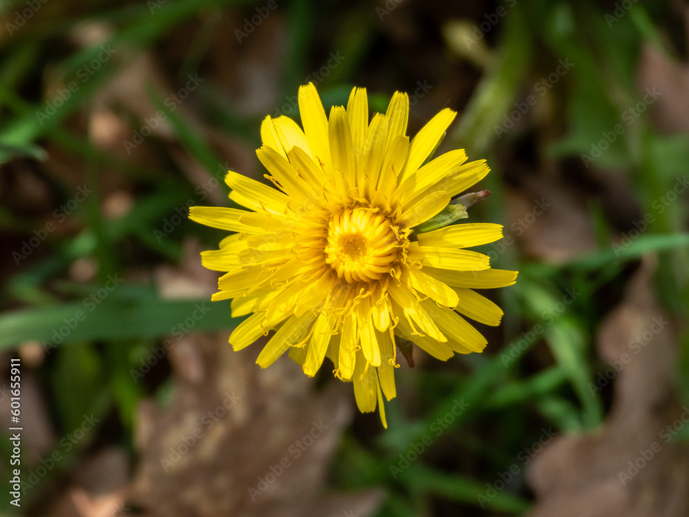yellow flower of a dandelion in the forest yellow flower of a dandelion in the forest