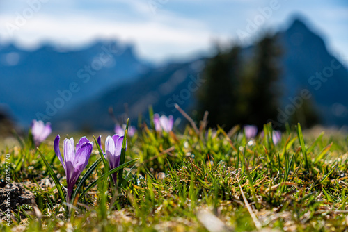 Alps crocuses spring flowers on a mountain meadow in Tannheimer valley
