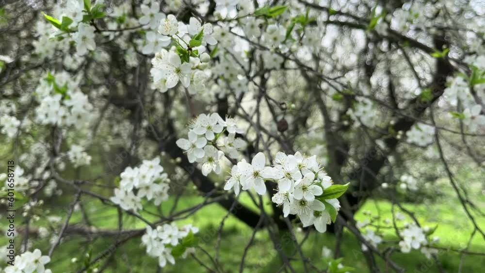 Blooming cherry branch in spring blooms with white flowers. Blooming cherry branch in spring blooms with white flowers.