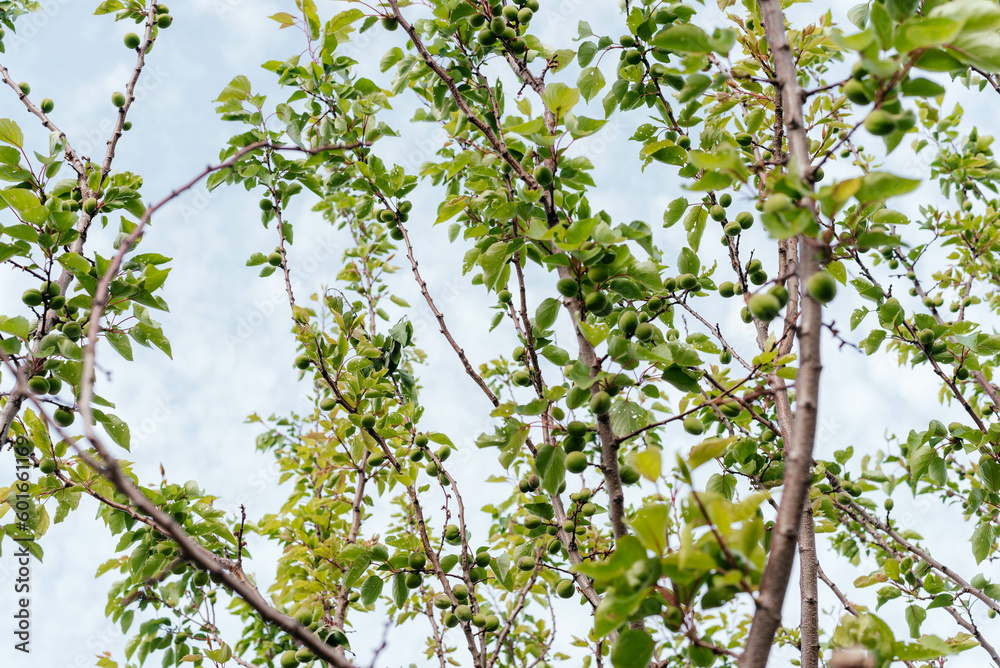 Unripe green apricots on the tree. Unripe green apricots on the tree.