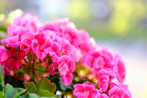Fototapeta Naklejka Na Ścianę i Meble -  ピンク色のゼラニウムの花びらを背景をぼかして浮き上がらせる。露出を明るく仕上げる。