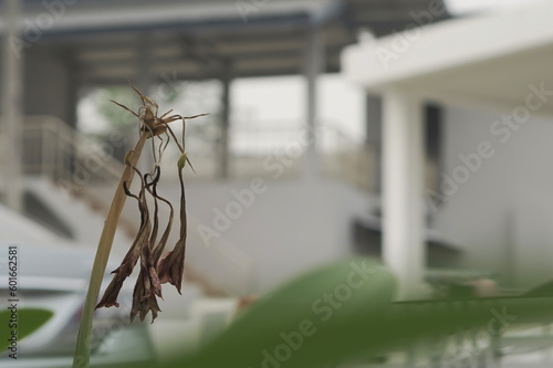 A withered and lonely flower photo