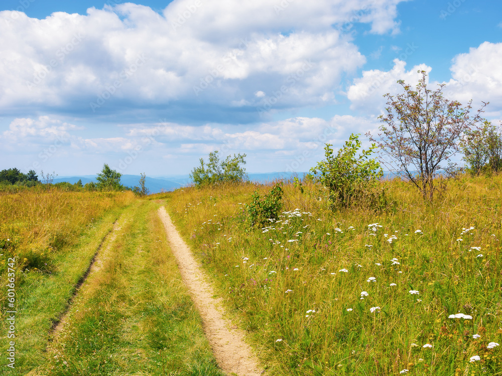 dirt road through grassy meadow. countryside scenery in mountains on a sunny summer day
