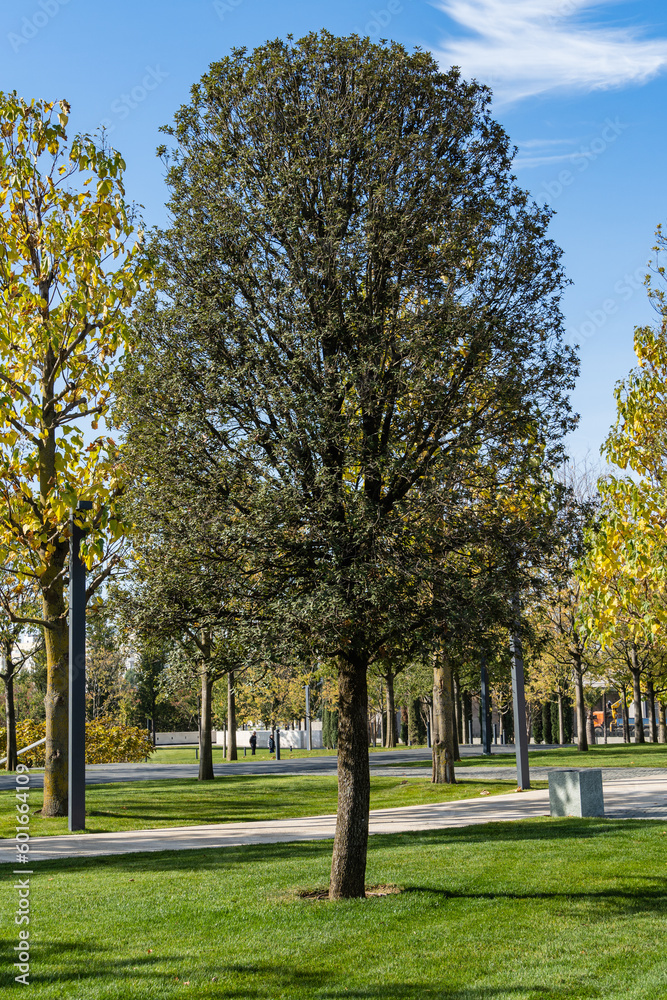 Fototapeta premium Quercus ilex, evergreen oak, holly oak or holm oak in city park of Krasnodar. Public landscape