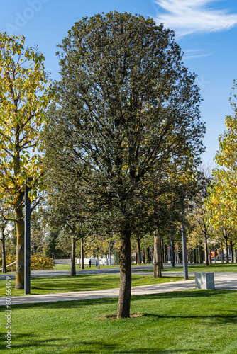 Quercus ilex, evergreen oak, holly oak or holm oak in city park of Krasnodar. Public landscape 