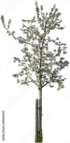 Junger Apfelbaum mit Blüten