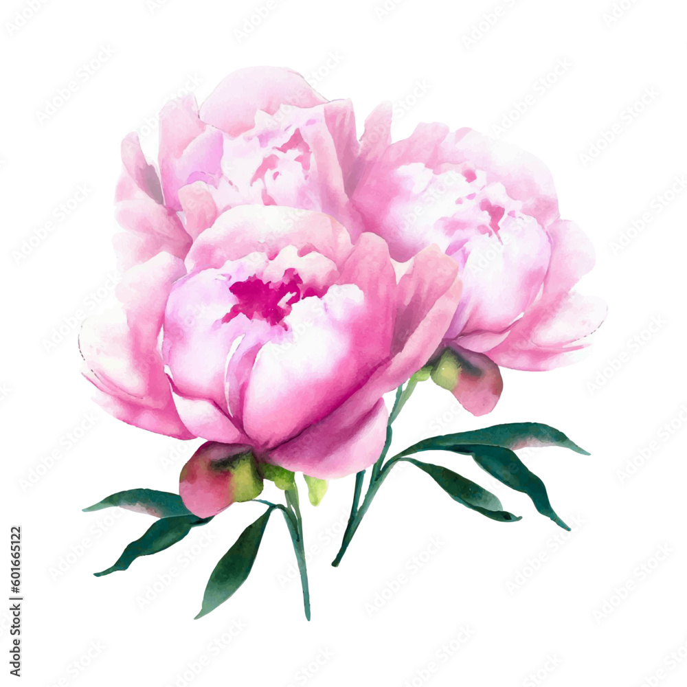 Pink rose peonies botanical watercolor illustration
