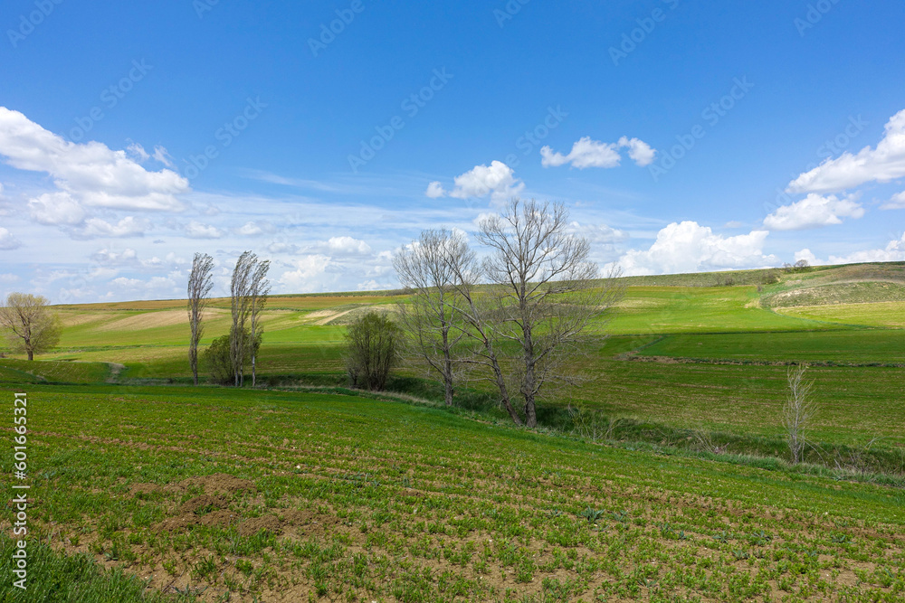 Obraz premium fields planted with agricultural products and natural nature scenery,