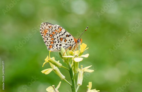 Algerian Iparkhan butterfly (Melitaea ornata) on plant photo