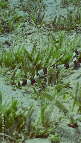 Vertical video, Harlequin Snake Eel (Myrichthys colubrinus) crawls along sandy bottom covered with green sea grass in daytime, Slow motion photo