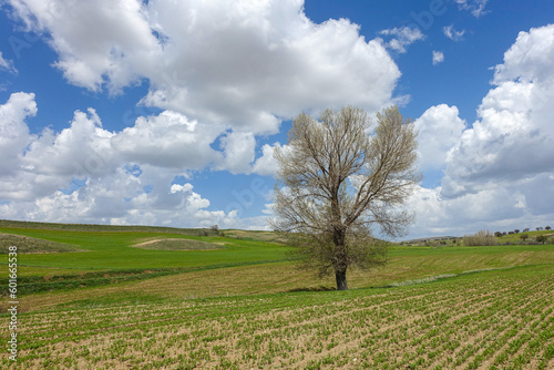 Green fields planted with agricultural products, big fluffy clouds in the sky and a nature landscape with a big tree,