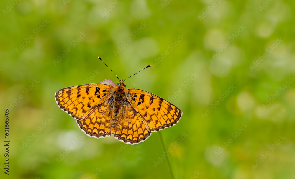 Algerian Iparkhan butterfly (Melitaea ornata) on plant Algerian Iparkhan butterfly (Melitaea ornata) on plant