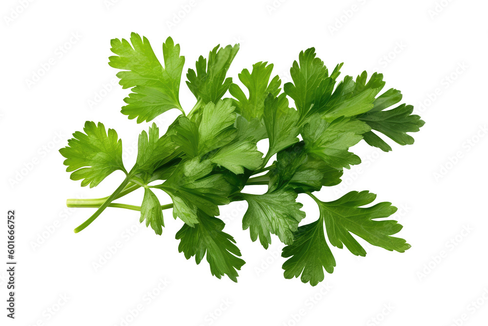 Coriander isolated on transparent background. Generative Ai Coriander isolated on transparent background. Generative Ai