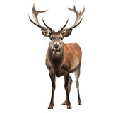 portrait of a red deer stag looking forward impressive antlers png,  Created using generative AI tools.