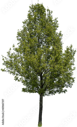 Baum mit gr  nen Bl  ttern