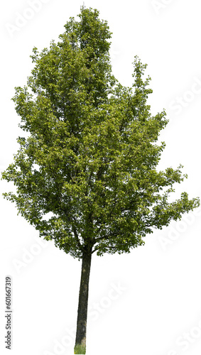 Baum mit grünen Blättern