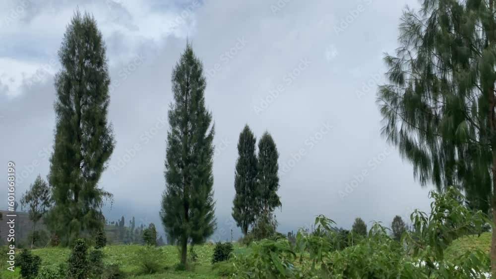 Misty mountains with pine trees around it against the background of mountains and cloudy blue sky. Slopes of Mount Sindoro, Central Java, Indonesia. Misty mountains with pine trees around it against the background of mountains and cloudy blue sky. Slopes of Mount Sindoro, Central Java, Indonesia.