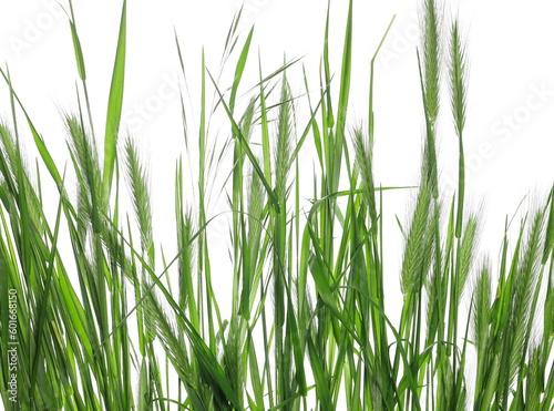 Close up fresh green grass row isolated on white texture with clipping path
