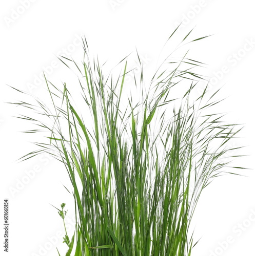 Green fresh sod grass isolated on white texture with clipping path