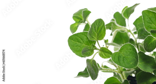 Fresh green oregano leaves (Origanum vulgare) isolated on white, clipping path