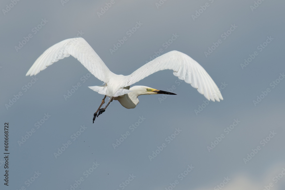 Great egret flying in the sky and looking backward Great egret flying in the sky and looking backward