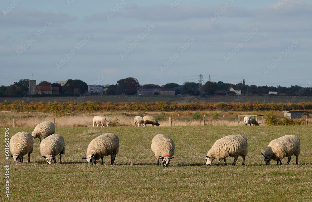 Fototapeta premium A flock of sheep grazing in a field. 