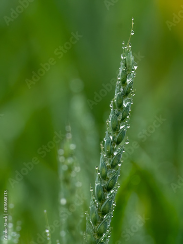 Ear of wheat with drops of rainwater