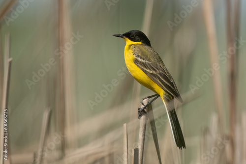 Western yellow wagtail standing on reed branch photo