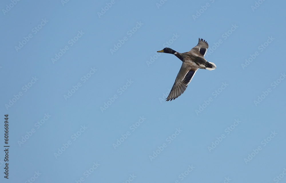 A male mallard duck flying across a clear blue sky. A male mallard duck flying across a clear blue sky.