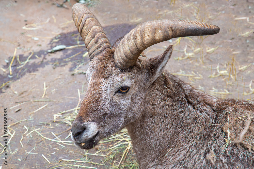 Blue ram (Latin Pseudois nayaur) with beautiful unusual horns on a sunny day. Animals, mammals, predators.
