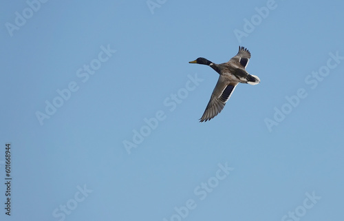 A male mallard duck flying across a clear blue sky. 