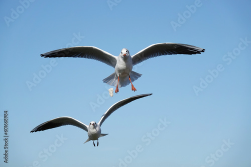 A black-headed gull in flight dropping food as it is chased by another gull.   