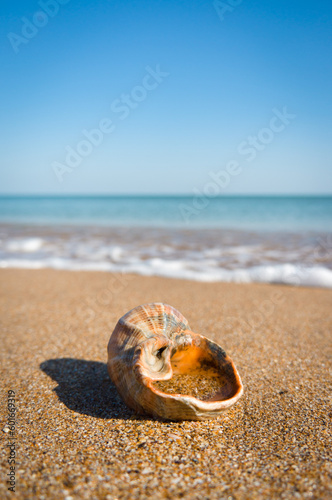 rapana seashell on the beach