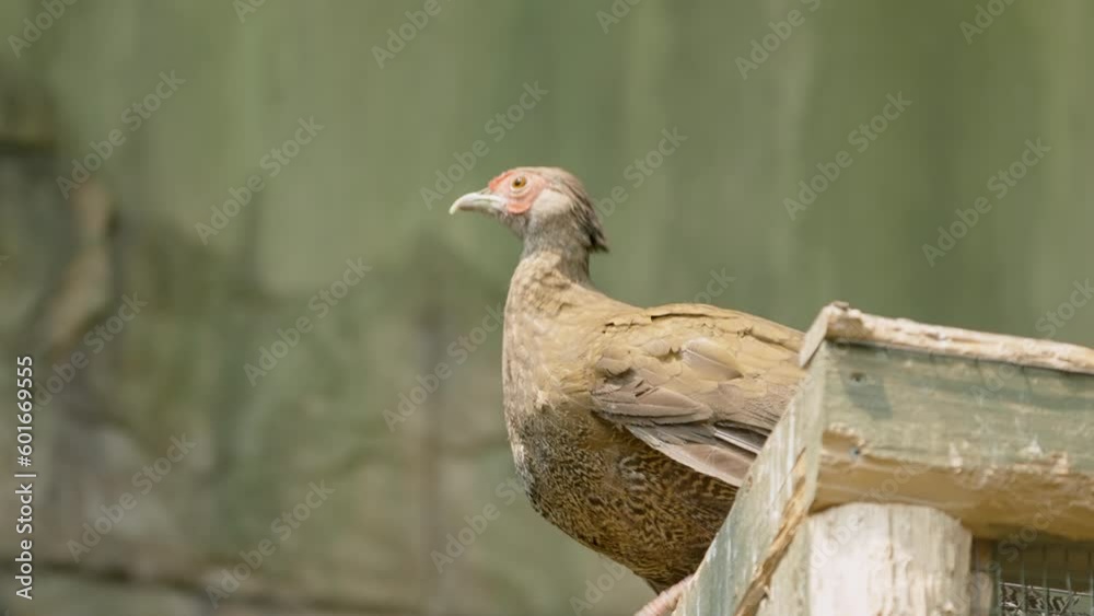 A pheasant spreads its wings, takes off and flies away. A pheasant spreads its wings, takes off and flies away.