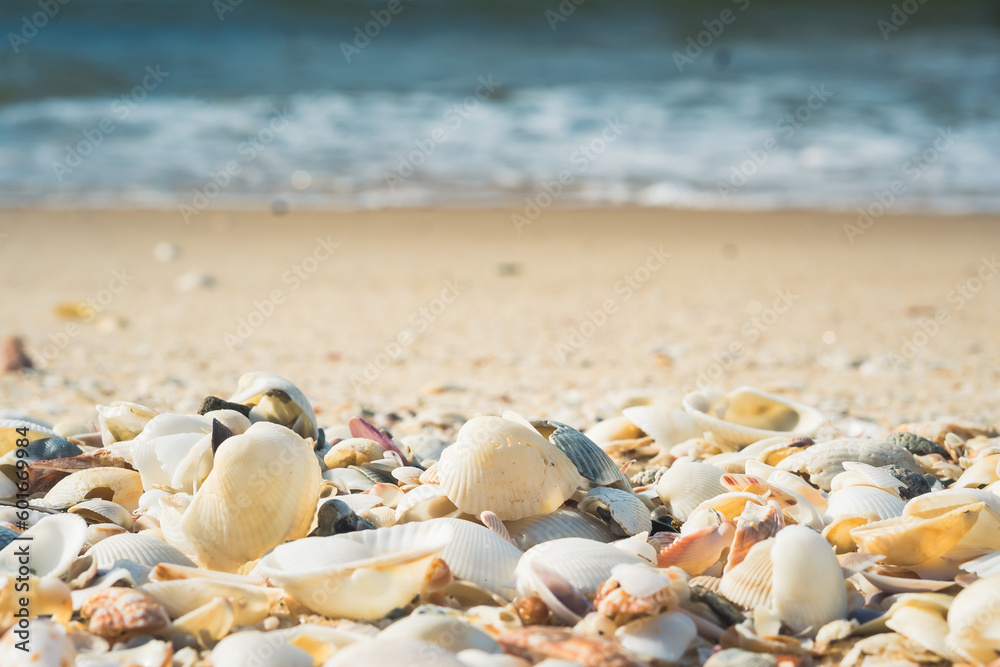 A lot big shells close up beach sand sea water edge foam. Warm tone nature background fresh sun day