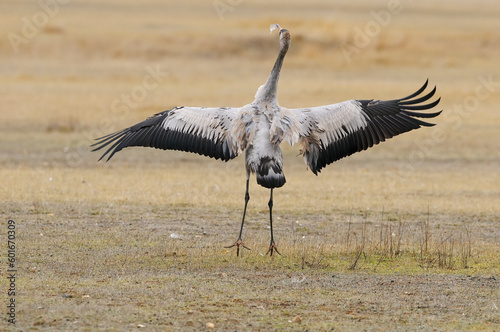 Common crane portrait (Grus grus)