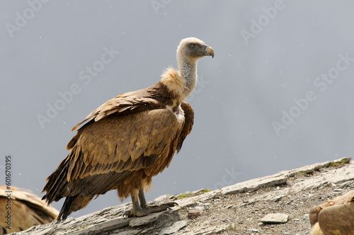 Eurasian griffon vulture  Gyps fulvus 