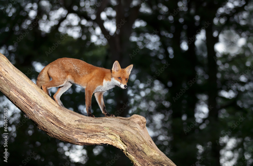 Fototapeta premium Red fox standing on a tree trunk in a forest