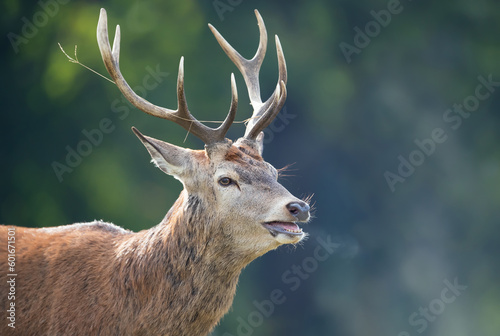 Portrait of a young Red deer stag calling during rut in autumn