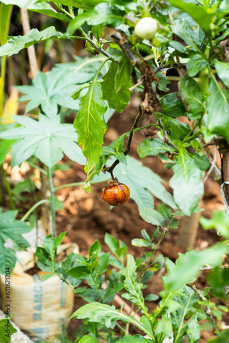 Pflanzen grün Blüte Indien Asien 