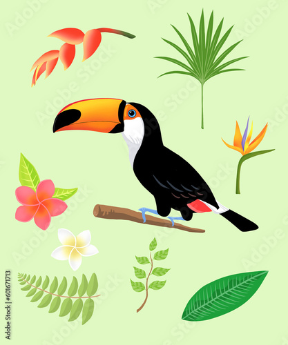 Toco toucan and tropical plant illustration, 토코 투칸과 열대식물 일러스트