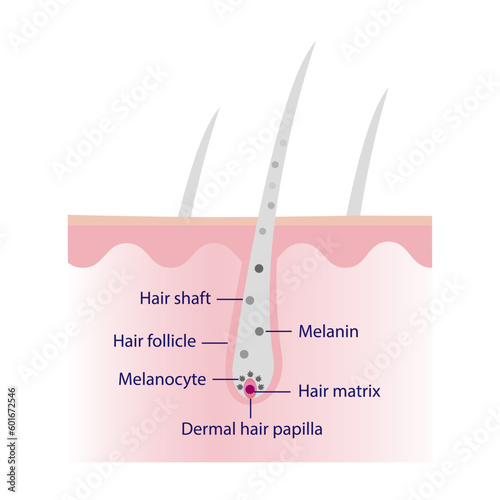 The mechanism of white or gray hair with scalp layer vector isolated on white background. Hair anatomy, hair structure, hair care concept illustration.