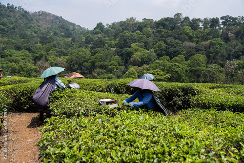 Tea plantations India leaves 